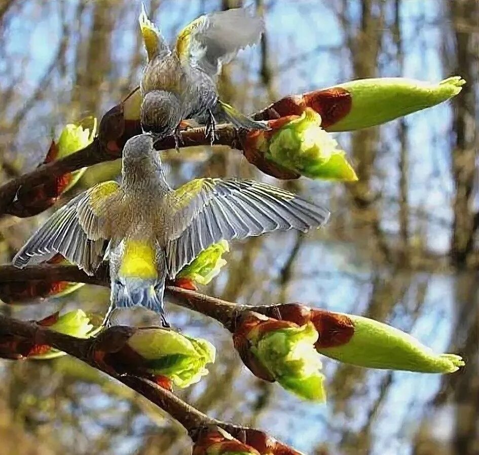 Птица праздника весны. Птицы весной. Апрельские птицы.