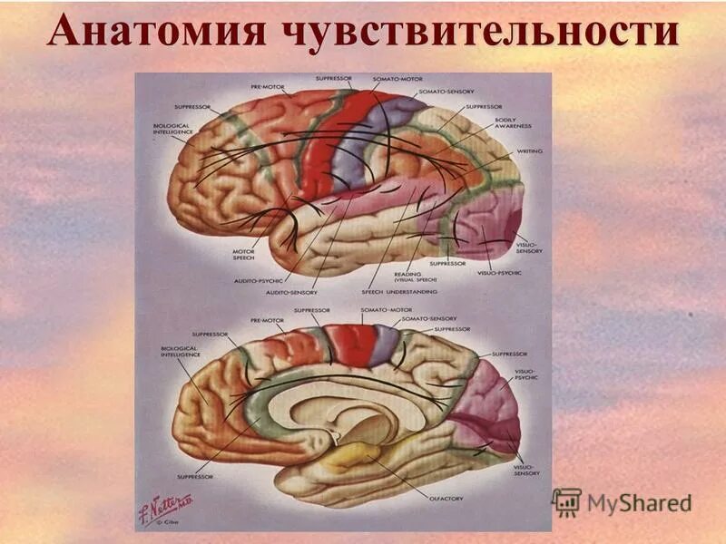 Какие органы способны воспринимать тепло