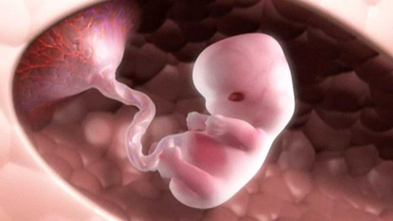 Эмбрион первый триместр. 1 Триместр беременности.