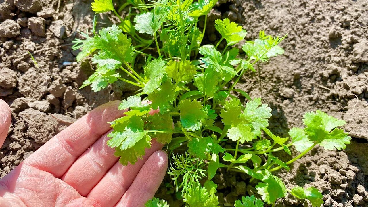 Можно ли сажать кинзу. Кинза куст. Кориандр (кинза). Кинза Шико. Рассада кинзы.