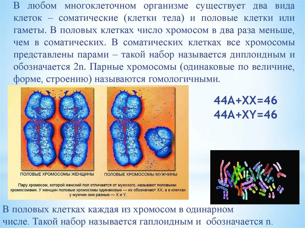 Сколько хромосом в эритроците. Соматические и половые хромосомы. Половые клетки хромосомы. Хромосомы в соматических клетках.