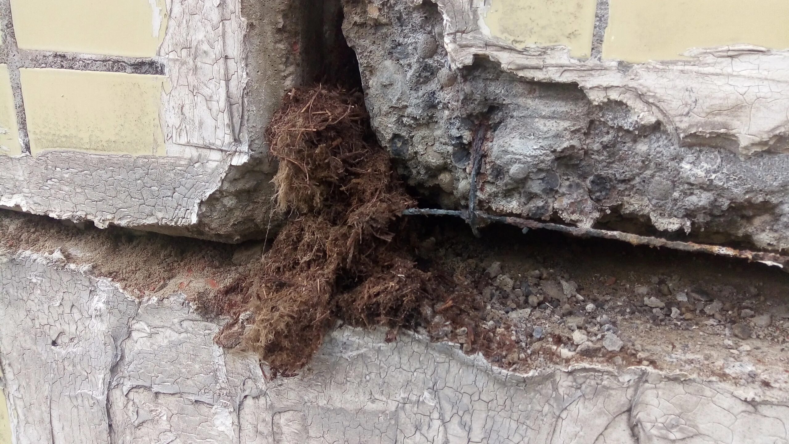 Трещины на стене замка. Трещины на стенах в новостройке. Щели в панельных домах. Трещина в стене многоквартирного дома куда обращаться. Трещина в несущей стене.