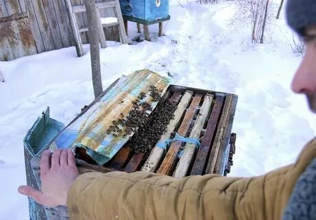 Место где пчелы зимуют 7