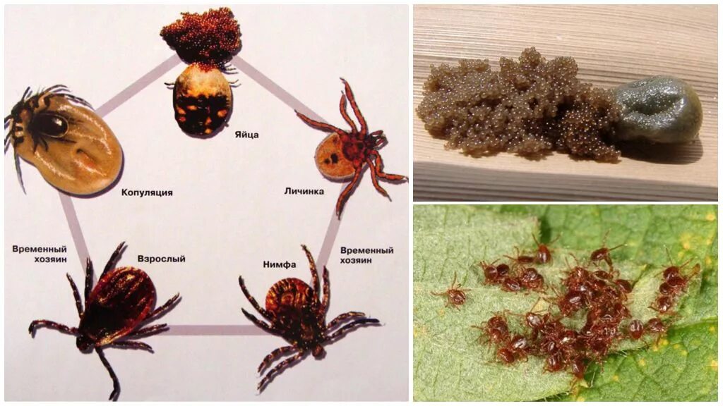 Сколько живет клещ без еды. Личинка иксодового клеща. Самка клеща откладывает яйца. Клещ иксодовый размножение. Цикл жизни клеща иксодового.