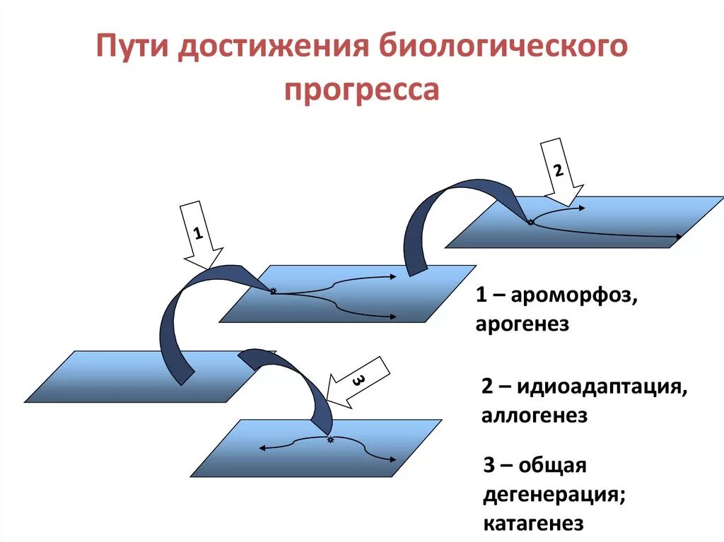 Схема путей биологического прогресса. Пути достижения биологического прогресса схема. Соотношение путей достижения биологического прогресса. Таблица пути достижения биологического прогресса ароморфоз. Пути достижения биологического прогресса ( по а.н. Северцову).