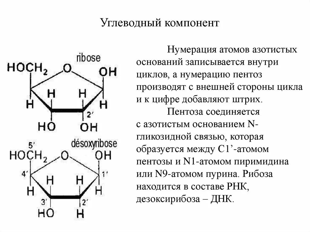Структура азотистых оснований и углеводного компонента. Аденин пентоза рибоза. Углеводные компоненты нуклеотидов. Азотистые основания нумерация.