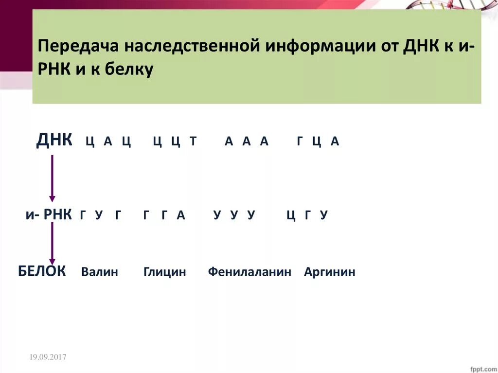 ДНК РНК ИРНК. Передача наследственной информации от ДНК К И-РНК И К белку. Передача наследственной информации от ДНК К ИРНК И К белку. Из ДНК В белок. Белковая рнк