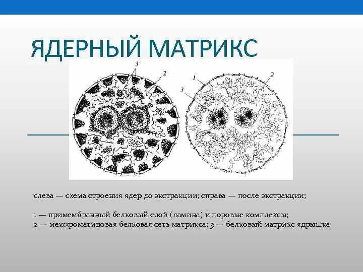 Матрикс строение и функции. Ядерный белковый матрикс строение. ядро строение матрикс. матрикс ядра клетки. ядерный белковый матрикс функции.