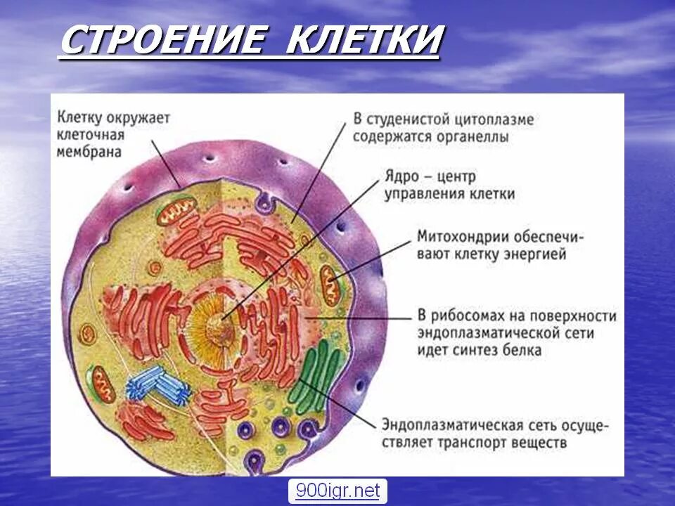Как называются люди которых содержат