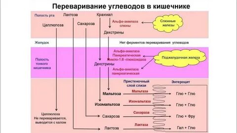 Активность кислой липазы