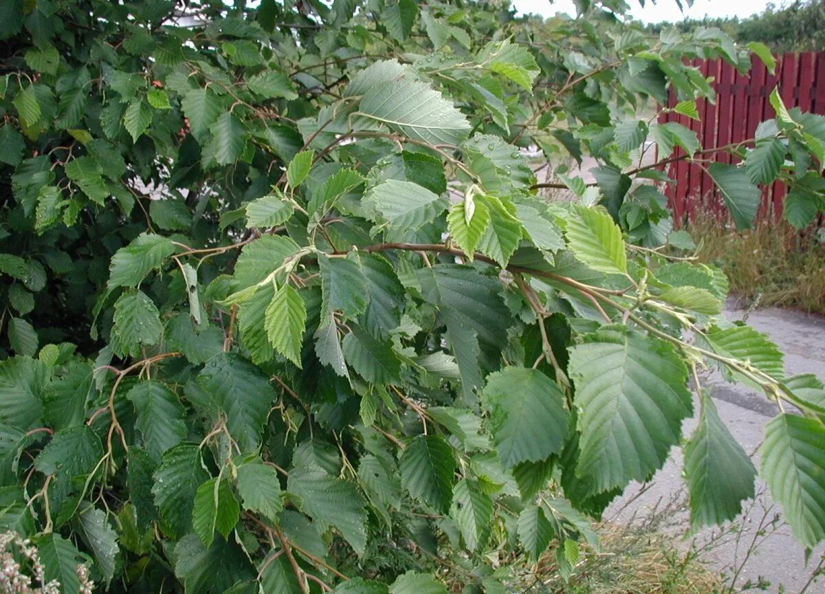 Ольха манчжурская. Ольха и орешник. Украинскую ольху. Ольха серая alnus incana. Ольха волосистая.