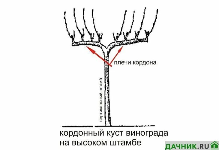 Высокоштамбовая кордонная формировка винограда. Формировка винограда кордон. Высокоштамбовая кордонная формировка винограда. Штамбовая формировка смородины. Высокоштамбовая формировка винограда.