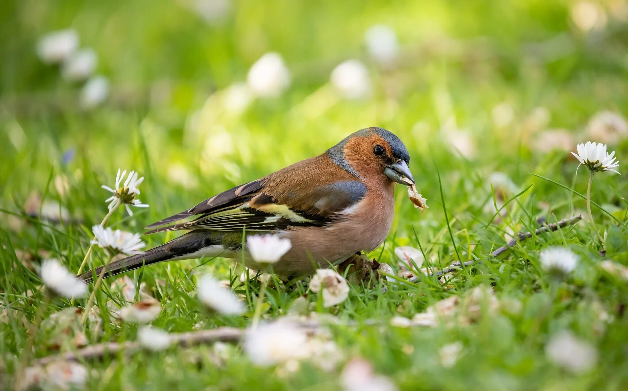 Птицы летом фото. Лесные птицы летом. Летние птички. Птицы летом. Птичка на подсолнухе.