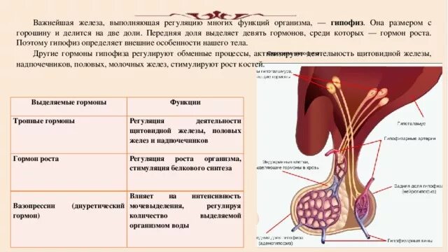 Железы выделяющие гормоны роста. Гуморальная регуляция функций гипофиза. Гипофиз железа строение. Регуляция образования мужских половых гормонов. Половые железы строение функции гормоны.