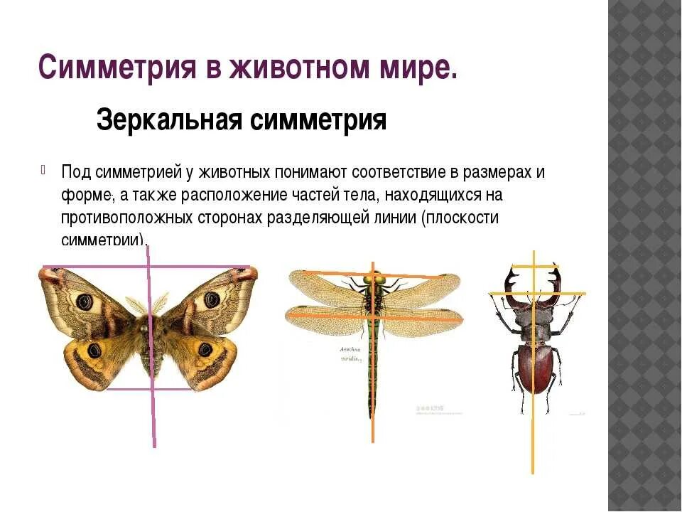 Типы симметрии животных 7 класс. Зеркальная симметрия у животных. Симметричные животные. Двусторонняя симметрия тела у животных. Типы симметрии.