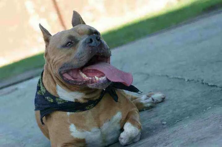 стаффорд криппс хаус. старфаошитский терьен. американский стаффордширский терьер щенки фото. стаффордширский терьер новокузнецк. мини стаффордширский терьер мини.