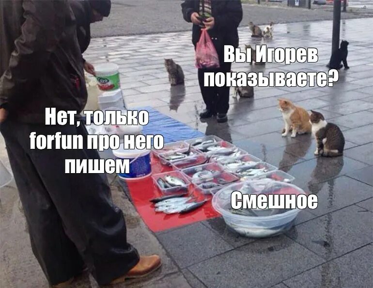 А что если а нет показалось. Рыбов продаете мем. вы рыбу продаете нет просто показываю. мемы с котом. рыбка мем.