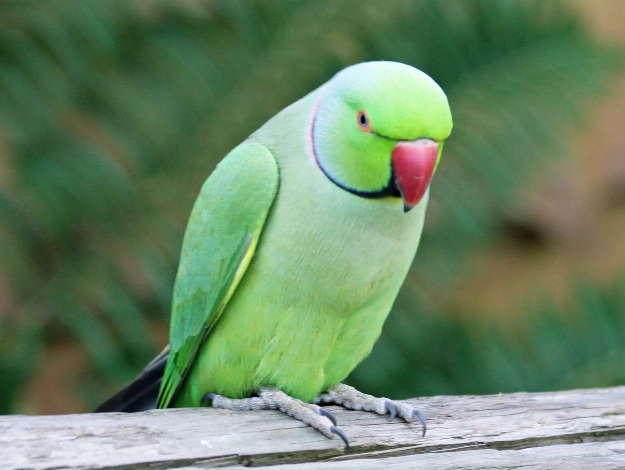 Ожереловый попугай. Родригесский ожереловый попугай. Indian ringneck попугай. Ожереловый попугай зеленый. Ожереловый говорит