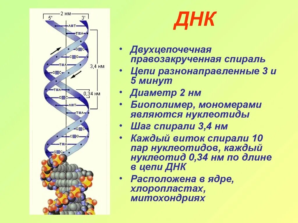 Выберите признаки молекулы днк. Расшифровка строения молекулы ДНК. Структура двухцепочечной молекулы ДНК. Структура, строение ДНК молекулы. Расшифровка структуры молекулы ДНК.