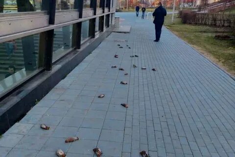 В окно врезалась