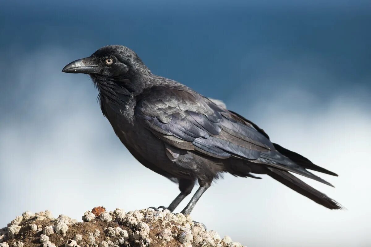 Corvus coronoides. Ворона обыкновенная. Черная ворона птица. Австралийский ворон.