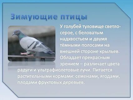 Голубь предложение с этим словом