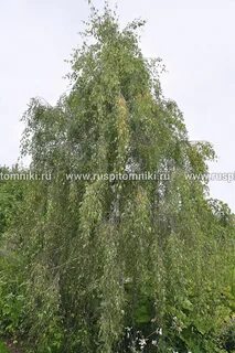 Береза повислая цветок