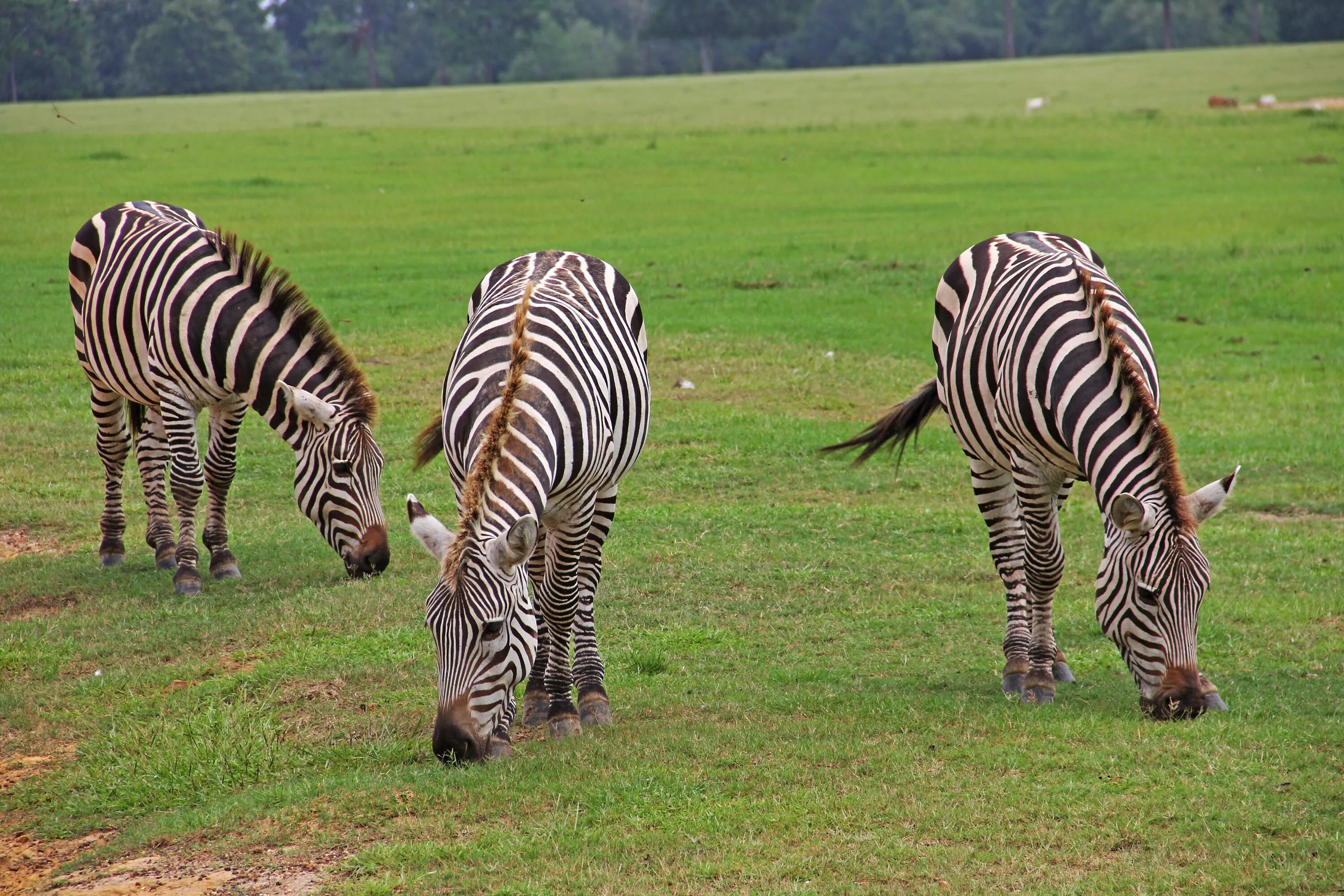 Зебра это лошадь или нет. Зебры серенгети (zebras of the serengeti) {д/ф, 2025}. зебра фото. полоски зебры. животные саванны.
