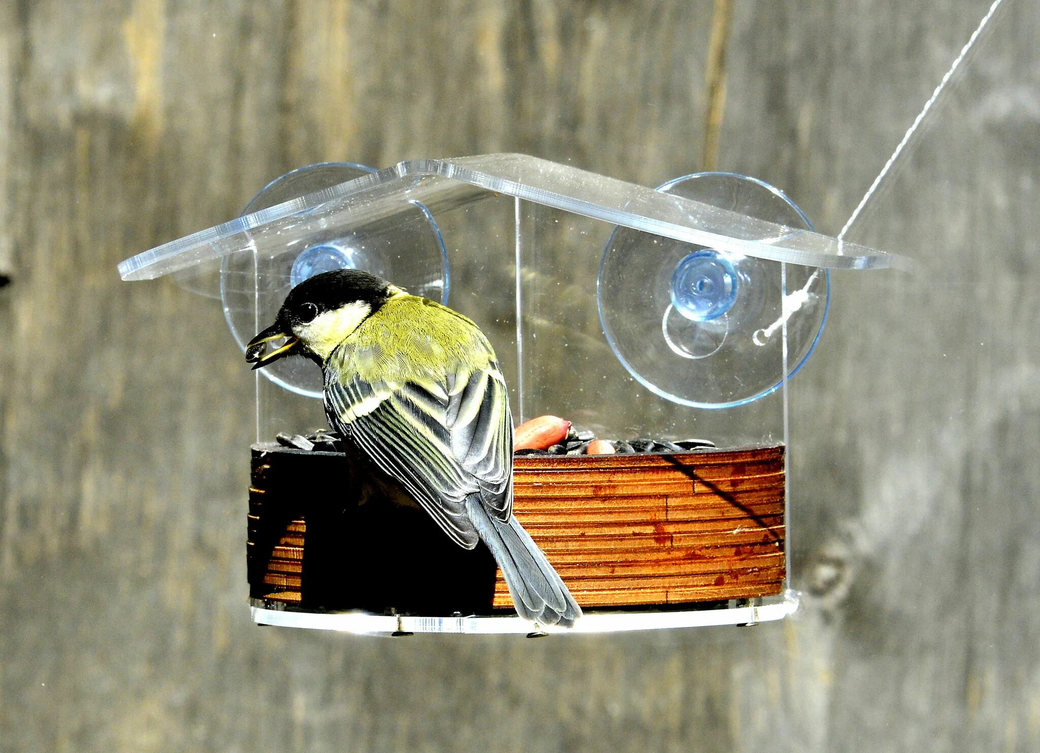 Кормушка для синичек на окно. Противоголубиная кормушка. Кормушка для птиц на окно. Как сделать кормушку на окно. Как сделать кормушку на окно.
