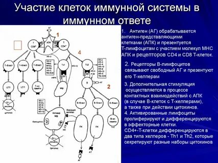 Взаимодействие клеток иммунной системы