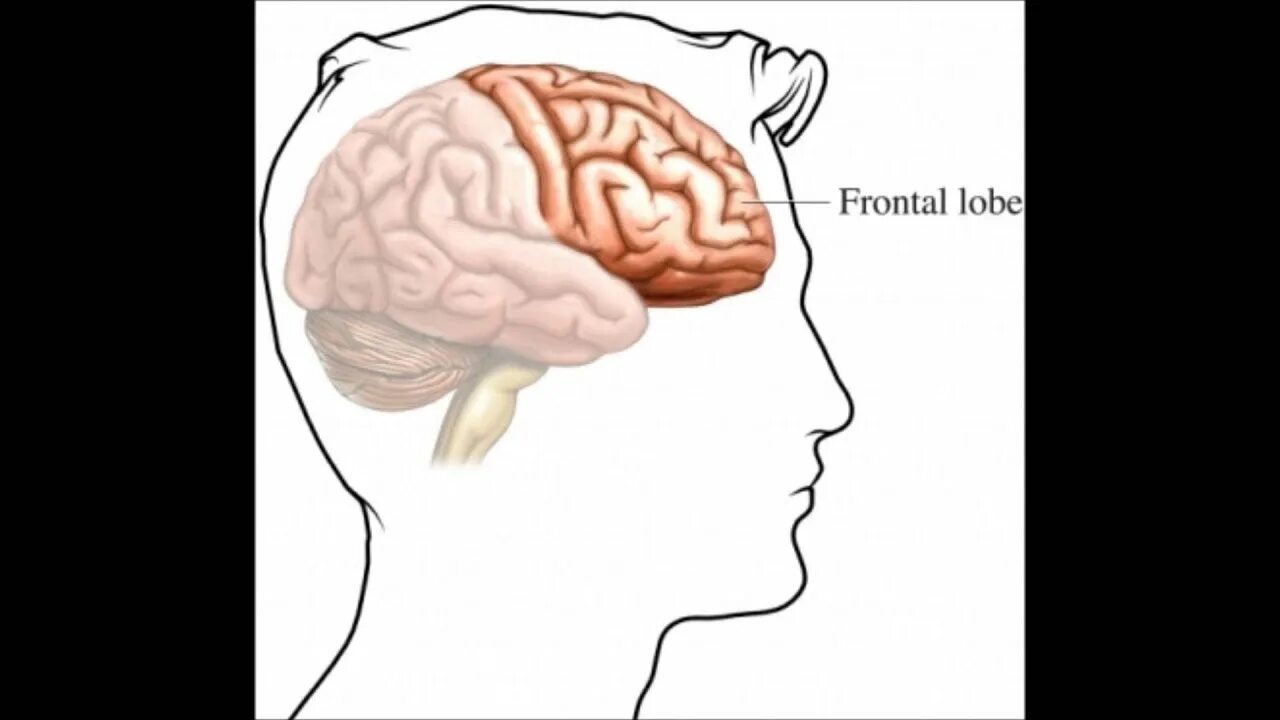 Глубинных отделов лобных долей мозга. Поражение лобной доли головного мозга.