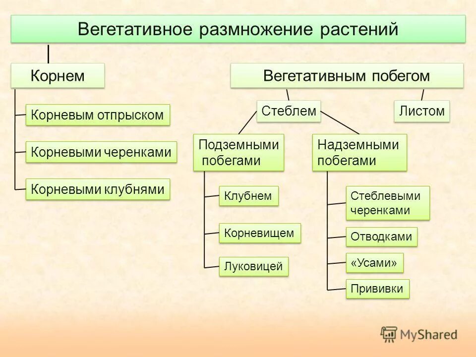 Какие типы размножения различают в живой природе. Схема способы бесполого размножения растений. Формы и способы размножения растений схема. Формы и способы размножения растений схема 6 класс. Способы вегетативного размножения растений 6 класс биология.