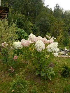 Фантом высота