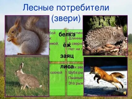 Почему животные потребители