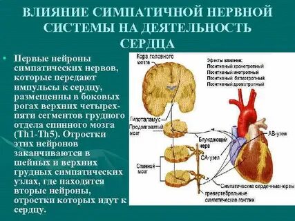 Симпатические влияния на сердце