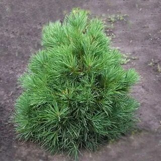 Сосна л