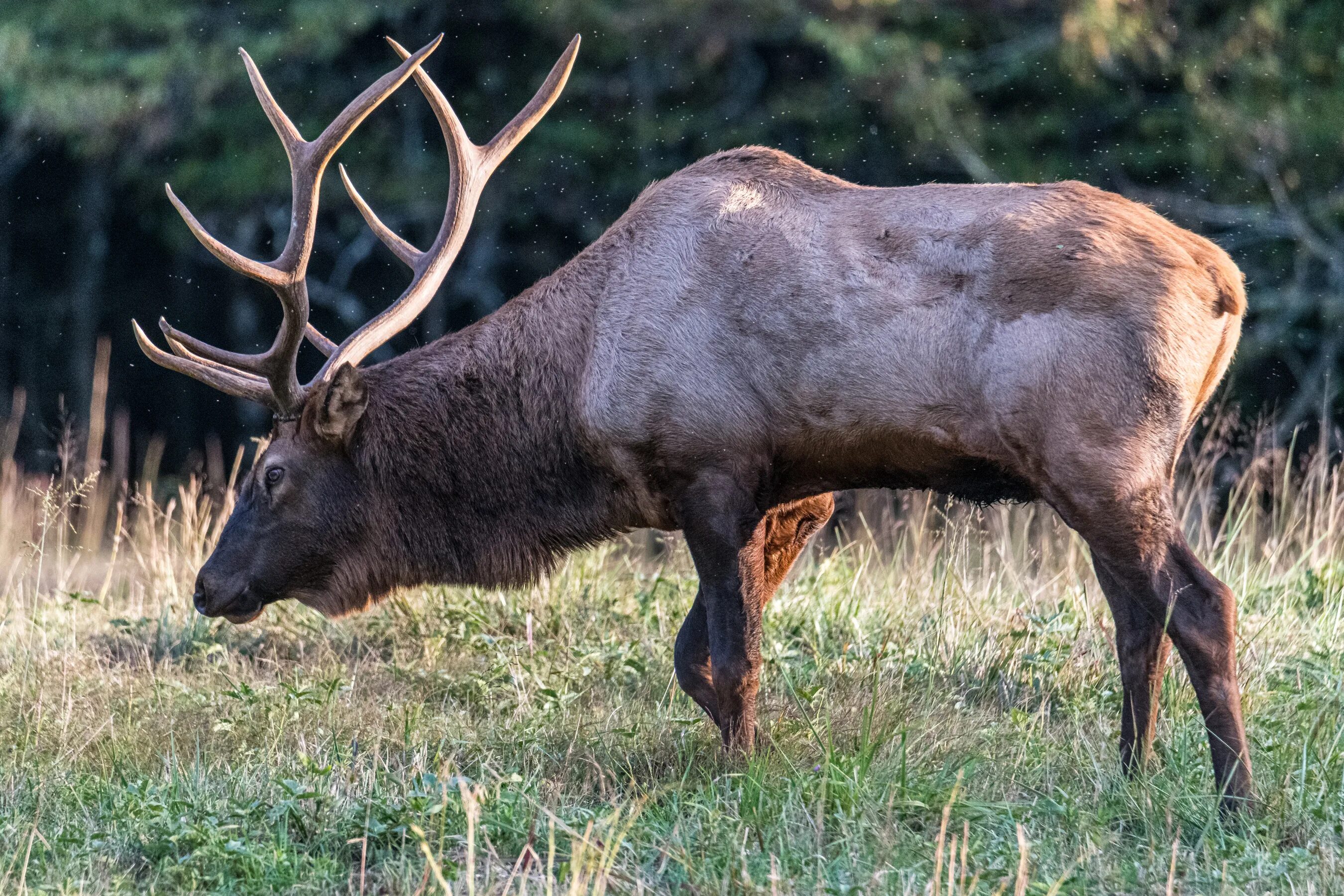 жвачные парнокопытные. благородный северный олень. марал тянь шанский. европейский благородный олень. рыжий олень.