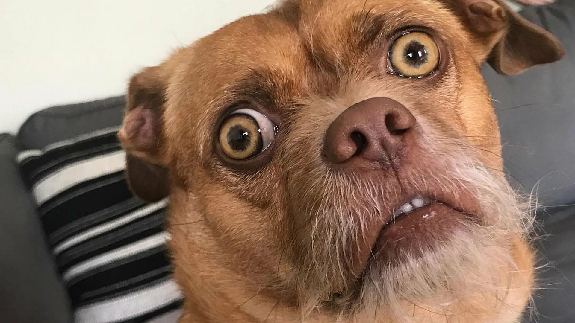 удивленная собака. смешные собаки удивление. щенок удивлен. щенок удивлен. щенок удивлен.