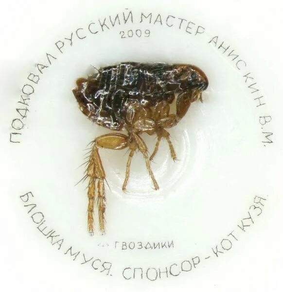 подкованная блоха. кто подковал блоху фамилия. музей левши который подковал блоху. кто подковал блоху фамилия. подкованная блоха.