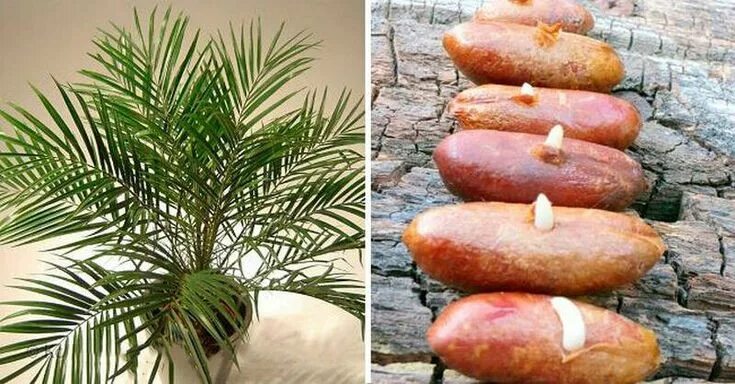Домашние финики
