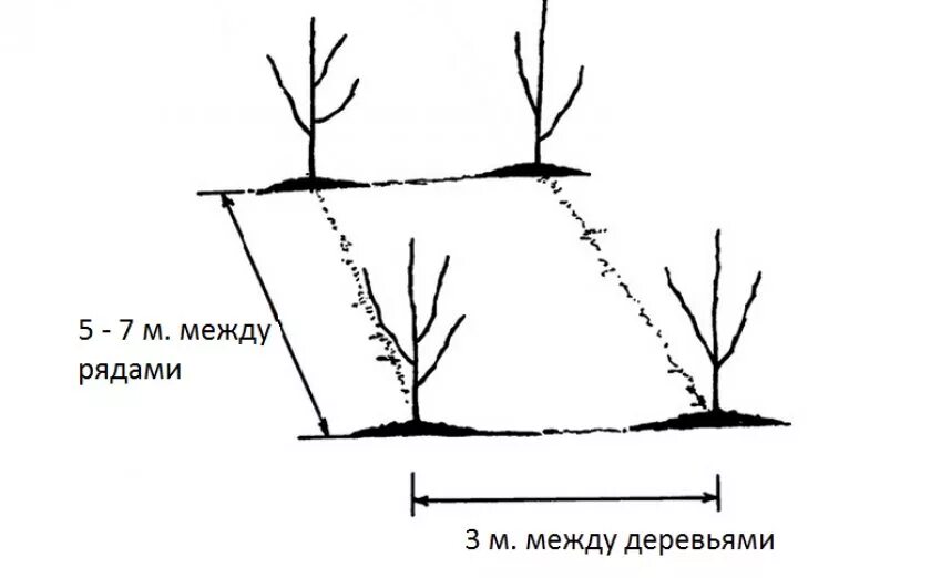 На каком расстоянии можно сажать яблони. Посадка яблони расстояние между деревьями. Посадка яблонь весной расстояние между деревьями. Расстояние между саженцами яблони. Схема посадки саженцев яблони.