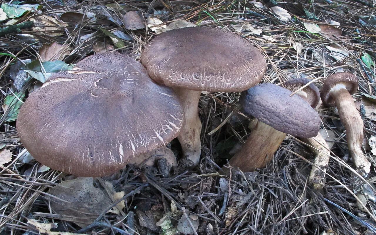 Белый гриб коричневая ножка. Рядовка коричневая Tricholoma imbricatum. Темно бурый гриб горчак. Рядовка каштаново-коричневая. Рядовка коричневая с толстой ножкой.