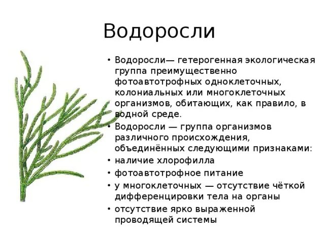 Общая характеристика водорослей. Экологические группы водорослей. Водоросли экологическая группа организмов.