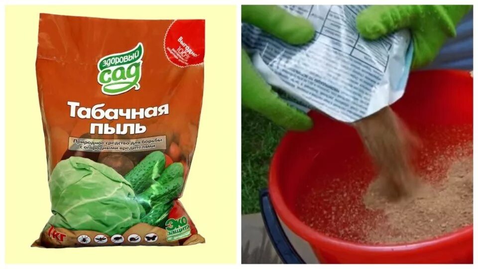 Табачная пыль для чего применяется. Табачная пыль. табачная пыль от вредителей. табачная пыль от вредителей на огороде. табачная пыль для огорода.
