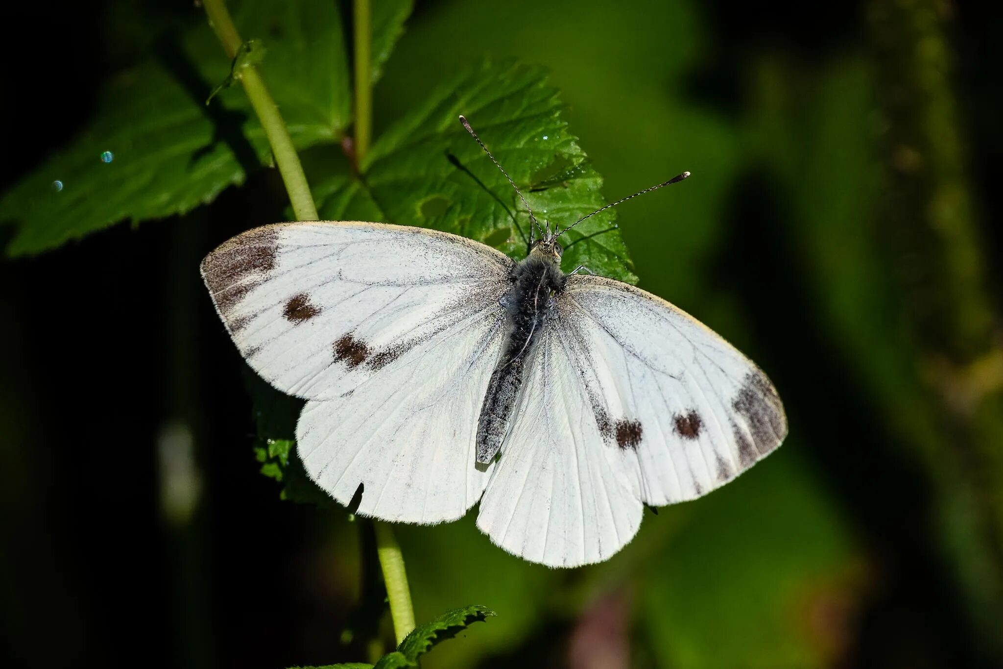 Первая бабочка белая. Pieris brassicae. Бабочка капустница. Белая бабочка Мадейры. Pieris brassicae catoleuca
