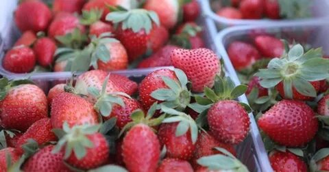 Секс шабандозы