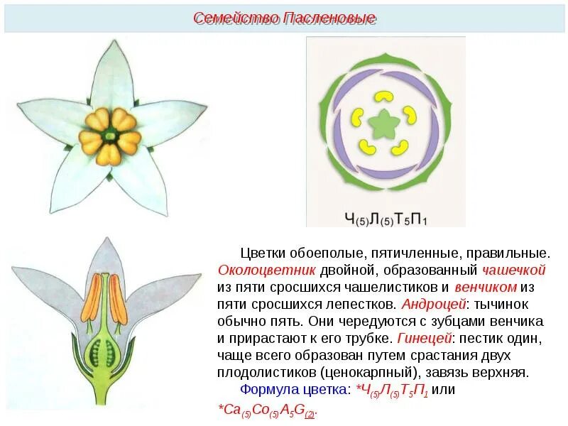 Какое число лепестков у двудольных растений почему. Схема цветка семейства пасленовых. семейство маслиновые формула цветка. строение цветка пасленовых растений. формула цветка семейства пасленовые биология 6 класс.