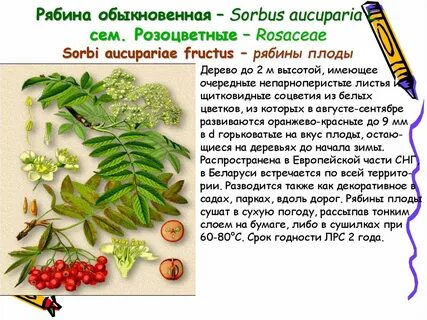 Плод растения рябина