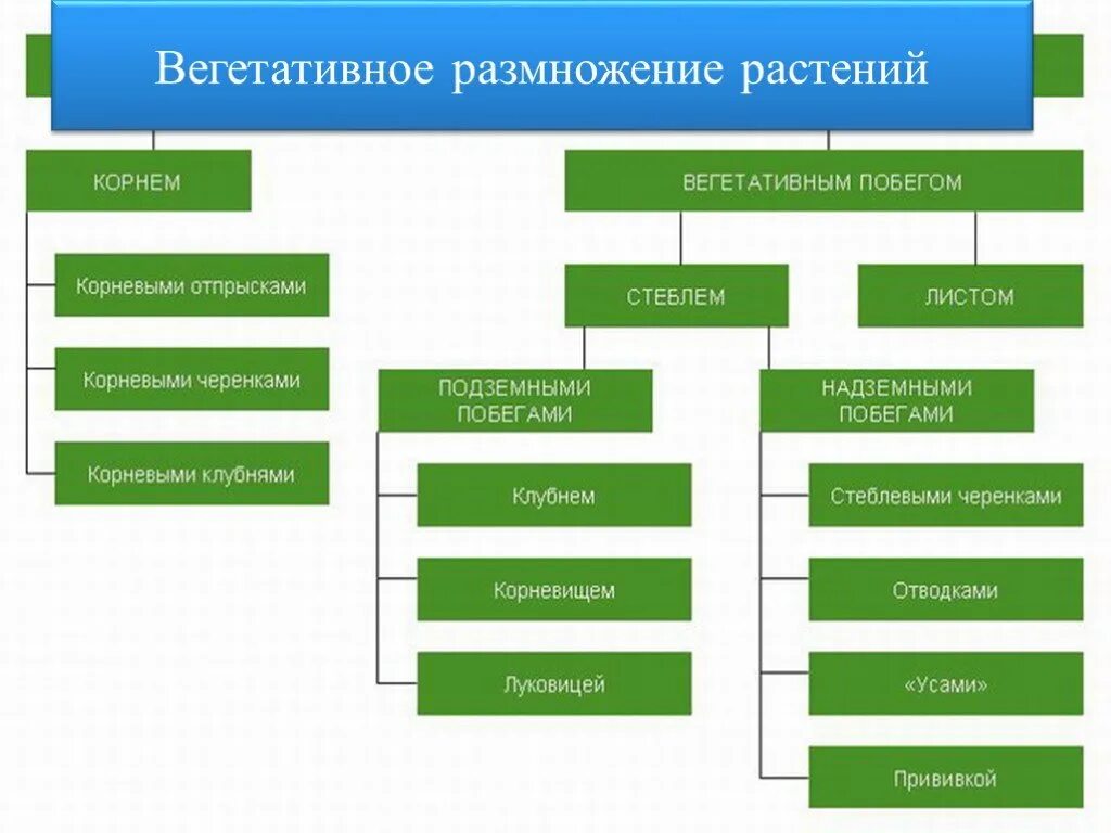 Вегетативное размножение побеговыми черенками. Размножение растений презентация. Системы размножения растений. Способы вегетативного размножения растений таблица с примерами. Способы размножения растений.
