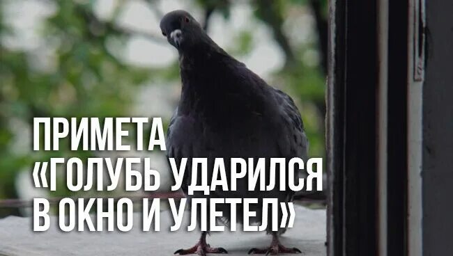 Примета голубь ударился в окно. Примета голубь ударился. Голубь стукнулся в окно примета. Голубь ударился в окно и улетел примета.